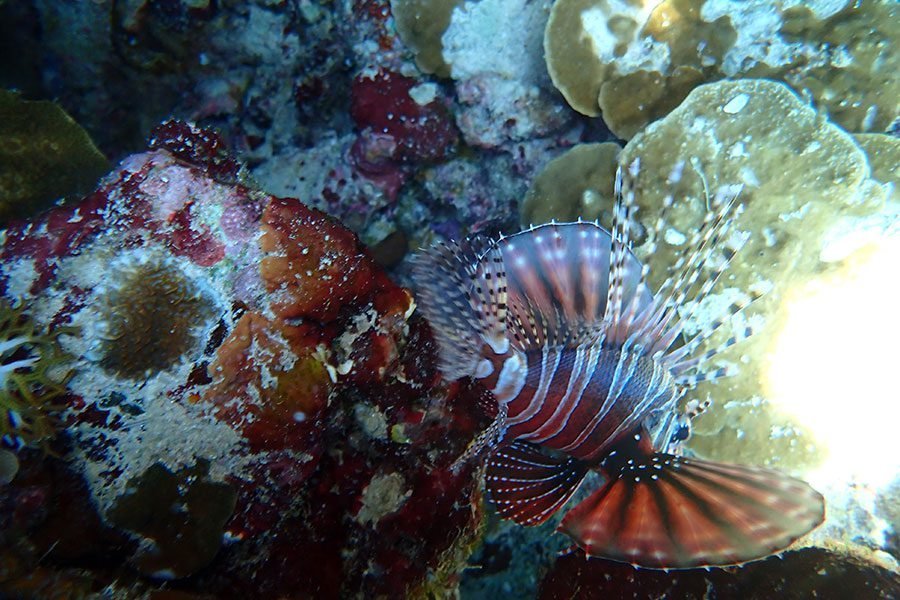 Coral growing on the Biorock structures at Pemuteran