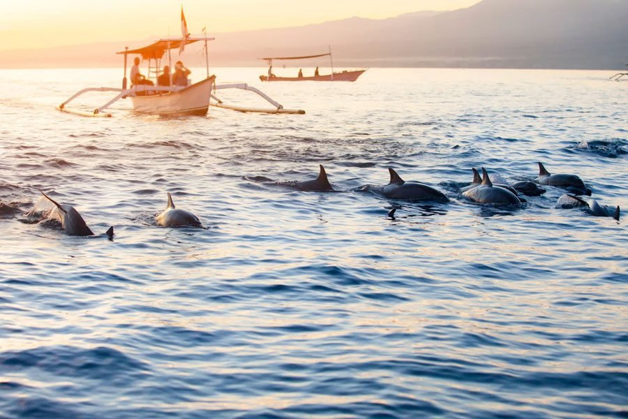 Dolphins at sunrise off Lovina beach in North Bali