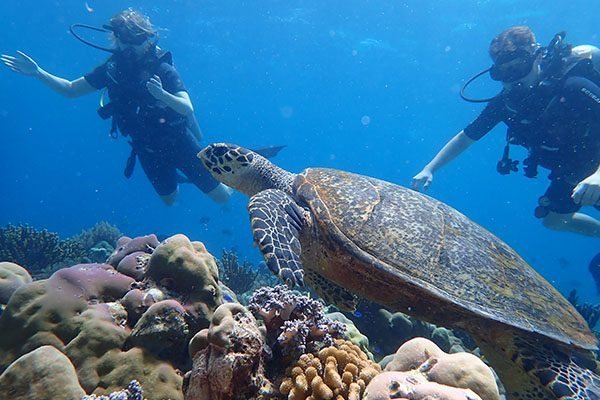 Snorkeler above the coral wall at Menjangan Island in West Bali National Park