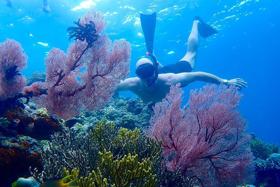 Snorkeler above the coral garden at Menjangan Island
