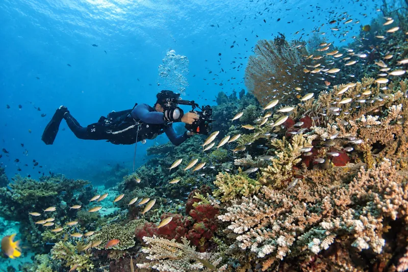 Diver swimming over a coral slope with a school of fish at Menjangan Island