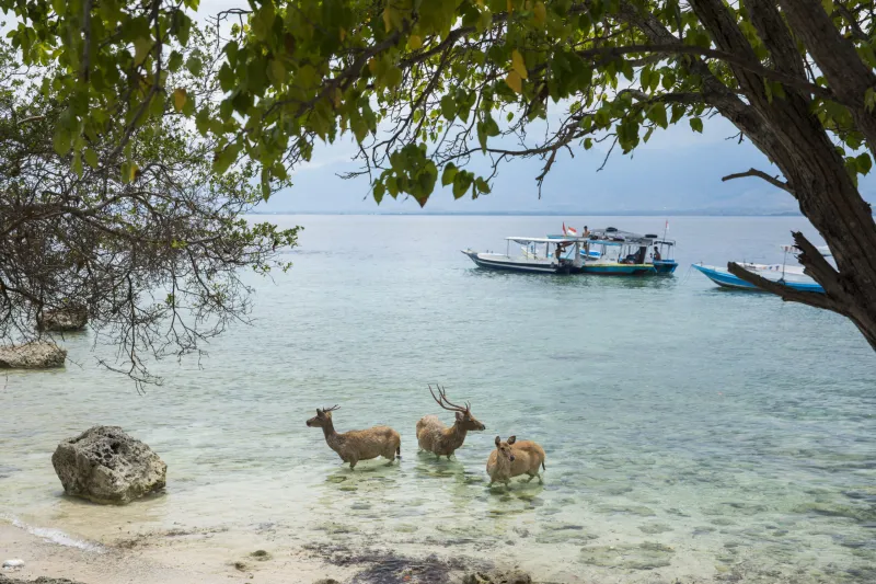 Wild deer standing in the shallows under a tree on the beach at Menjangan Island
