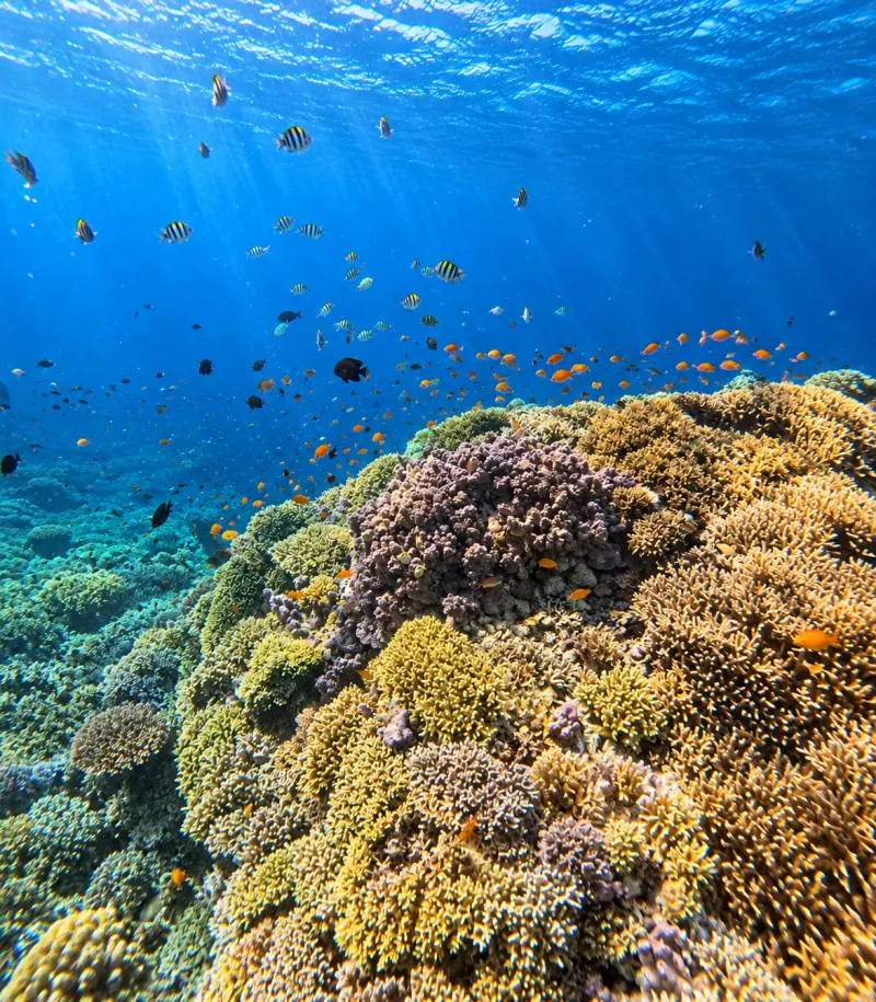 Sunlit coral reef with schools of fish at Menjangan Island