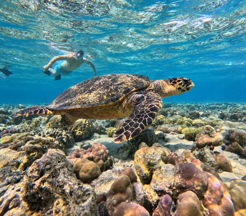 Hawksbill turtle swimming over the reef with a snorkeler behind while snorkeling Menjangan Island